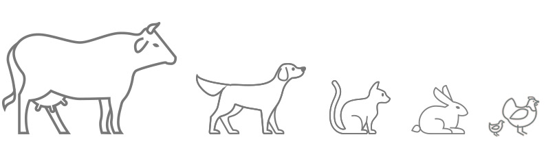 Kuh, Hund, Katze, Hasen und Hühner